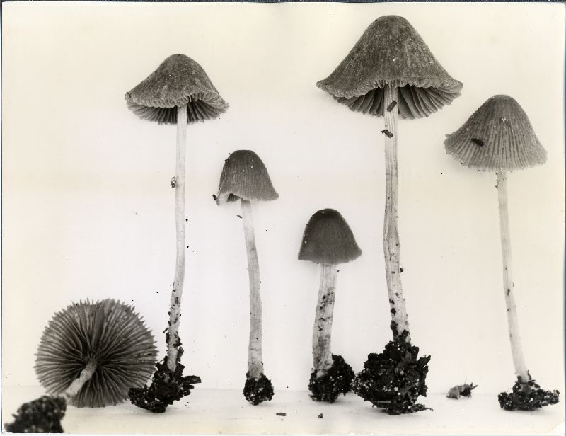 Conocybe filipes image