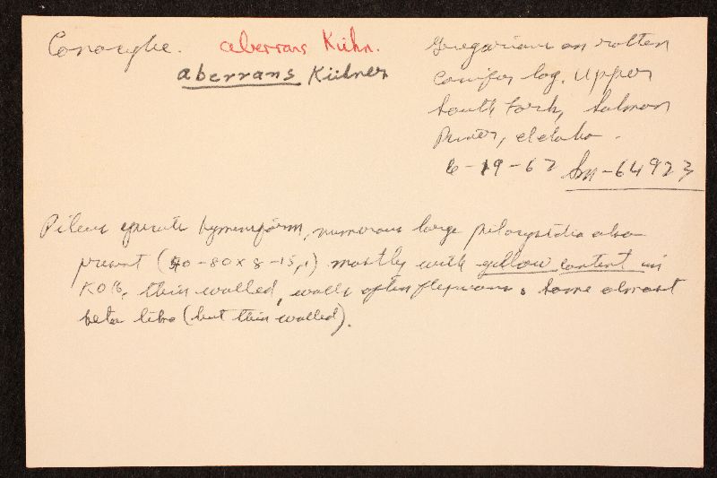 Conocybe aberrans image