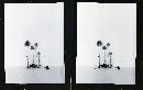 Conocybe filipes image