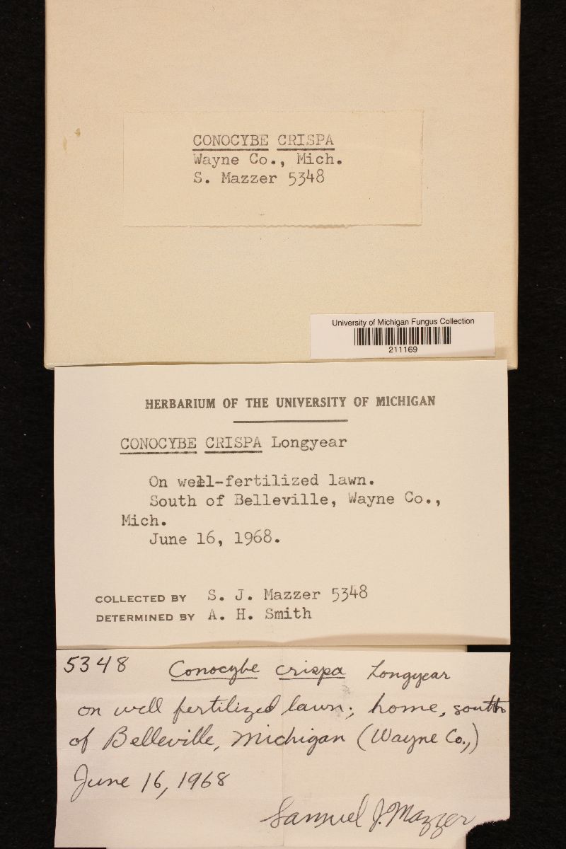Conocybe crispa image
