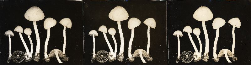 Conocybe pygmaeoaffinis image