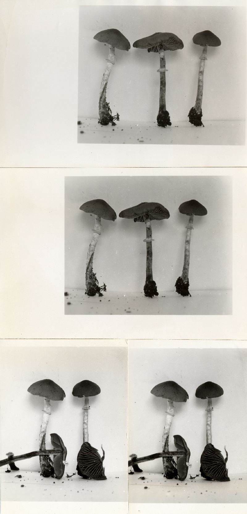 Conocybe togularis image