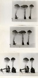 Conocybe togularis image