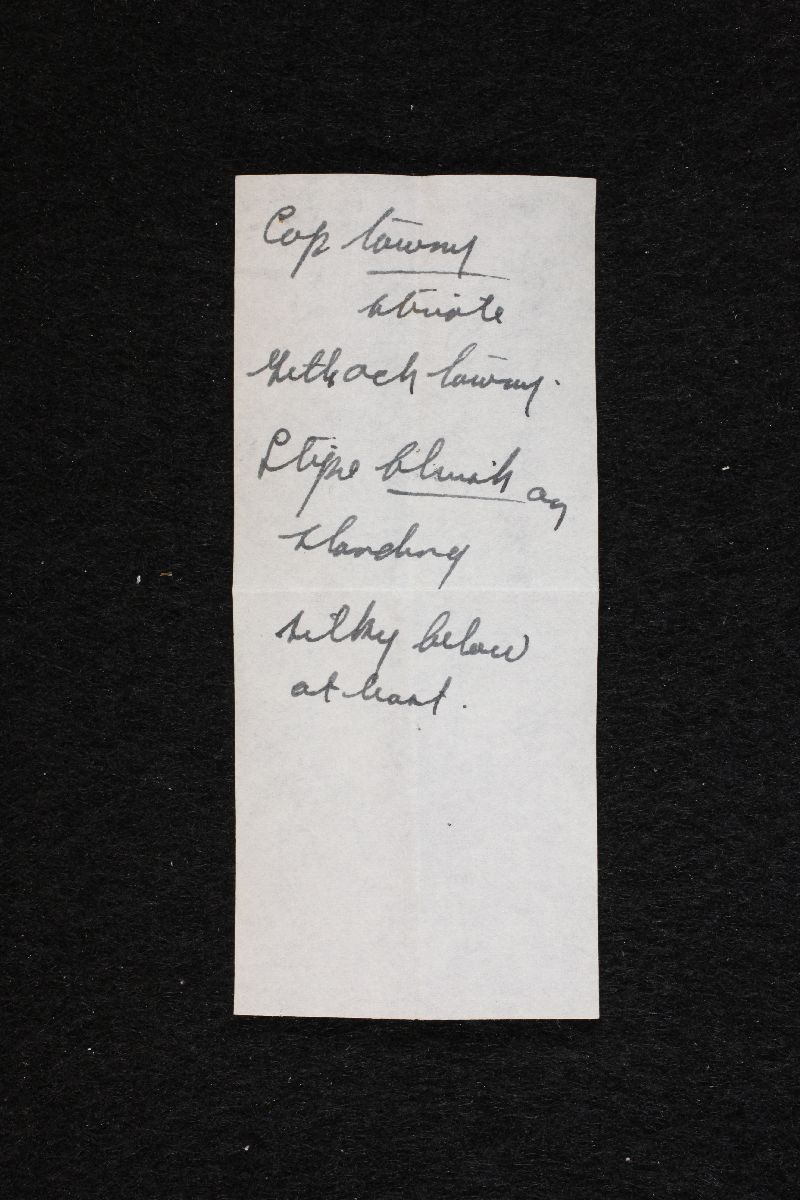 Conocybe smithii image