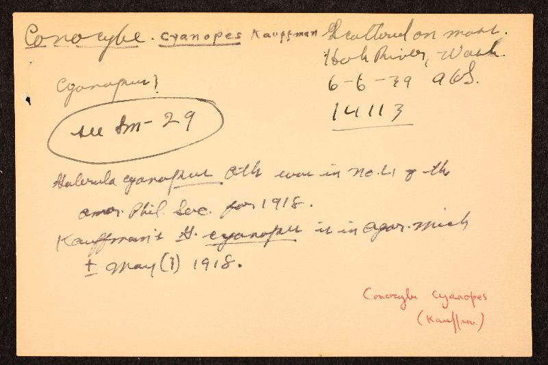 Conocybe smithii image