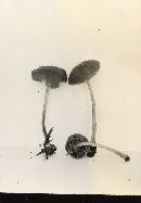 Conocybe pilosella image