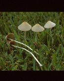 Conocybe albipes image