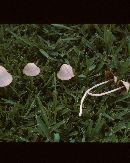 Conocybe albipes image