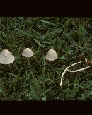 Conocybe albipes image