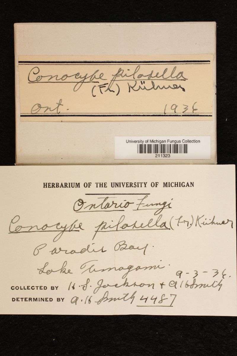 Conocybe pilosella image