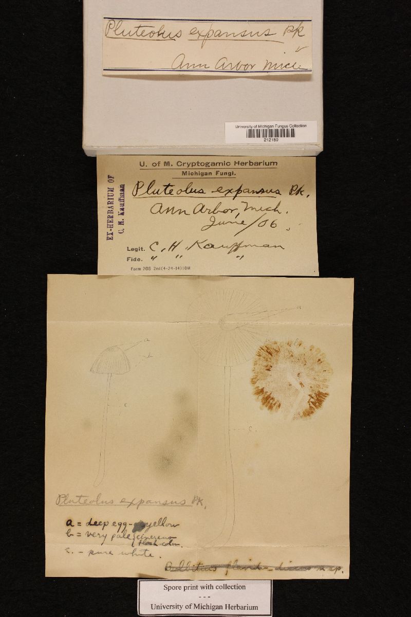 Pluteolus expansus image