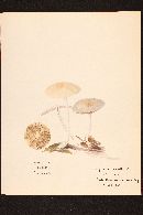 Psathyrella incerta image