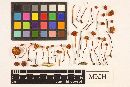 Mythicomyces corneipes image