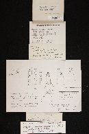 Mythicomyces corneipes image