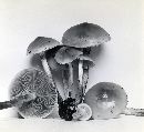 Hypholoma capnoides image