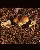 Hypholoma capnoides image