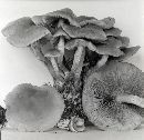 Hypholoma capnoides image