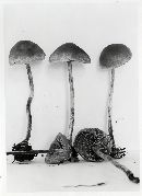 Hypholoma dispersum image