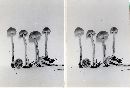 Hypholoma dispersum image