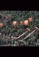 Hypholoma ericaeum image