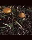 Hypholoma ericaeum image