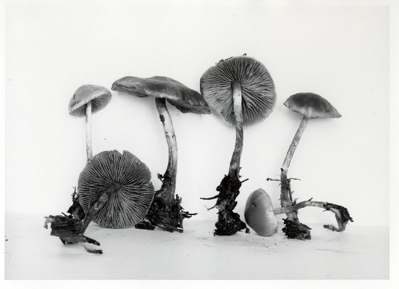 Naematoloma dispersum var. flavifolium image