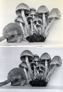 Hypholoma fasciculare var. fasciculare image