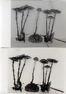 Naematoloma squalidellum image