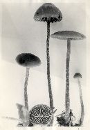 Hypholoma udum image