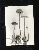 Hypholoma udum image