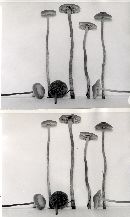 Hypholoma udum image