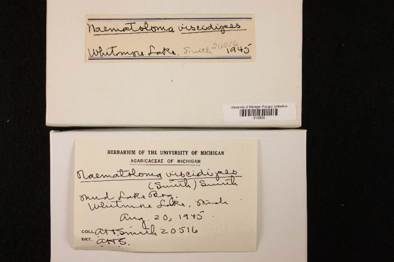 Naematoloma viscidipes image