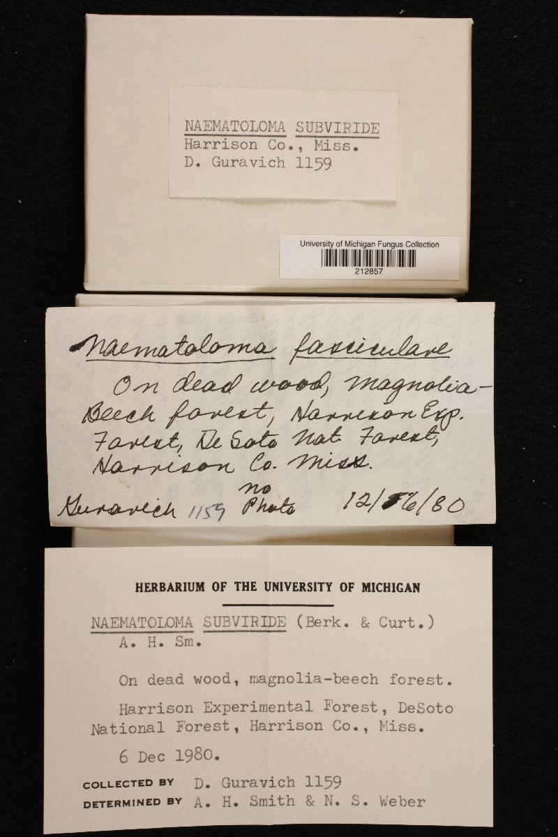 Naematoloma subviride image