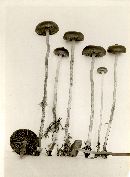 Psilocybe turficola image