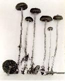 Psilocybe turficola image