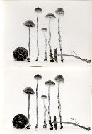 Psilocybe turficola image