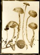 Psilocybe turficola image