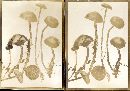 Psilocybe turficola image