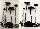 Psilocybe turficola image