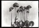 Psilocybe turficola image