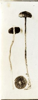 Psilocybe turficola image