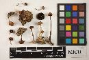 Psilocybe coprophila image