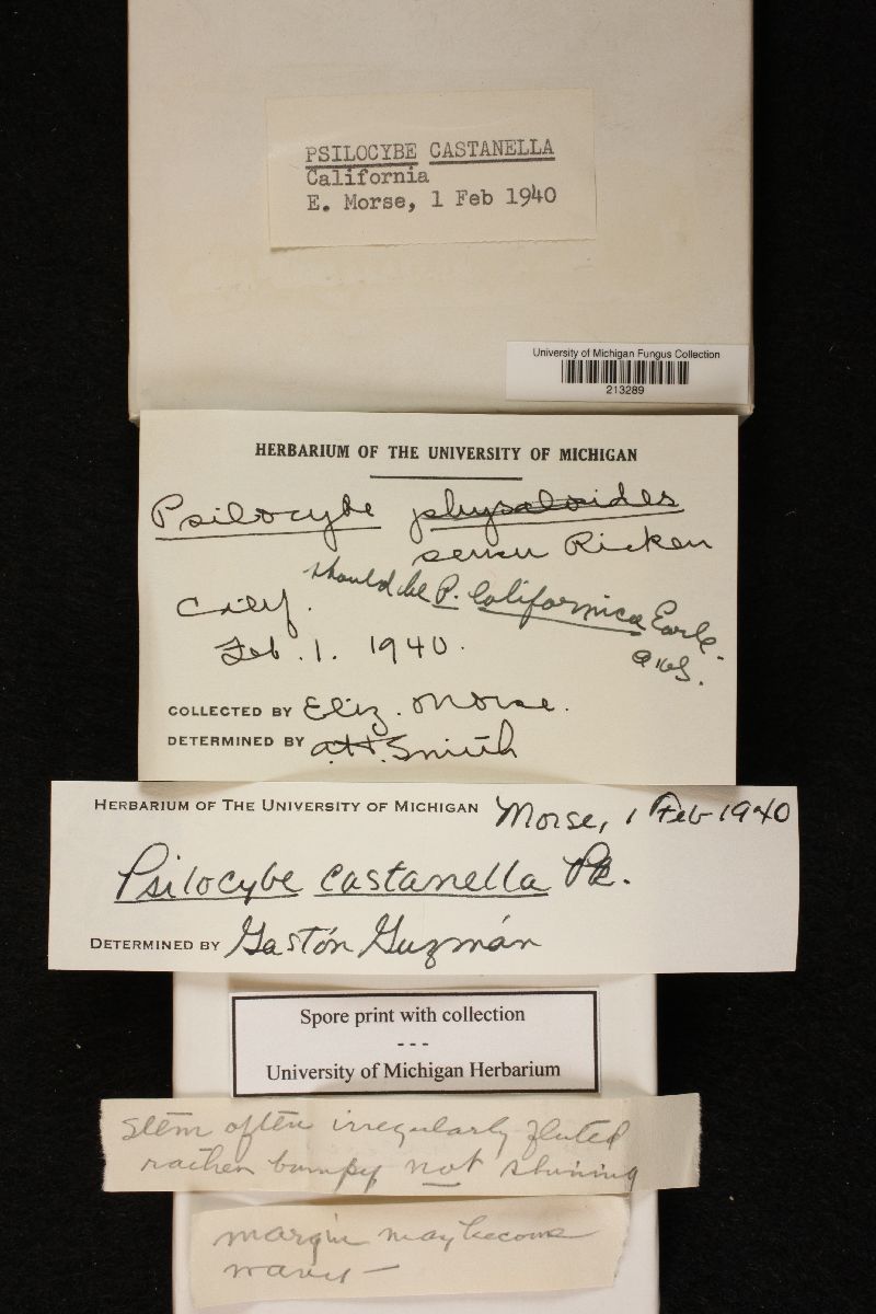 Psilocybe castanella image