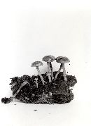 Psilocybe coprophila image