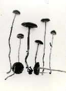 Psilocybe montana image