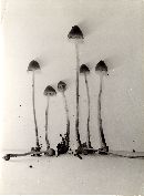 Psilocybe pelliculosa image