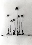 Psilocybe pelliculosa image