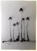 Psilocybe pelliculosa image