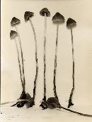 Psilocybe pelliculosa image