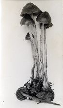 Psilocybe pelliculosa image